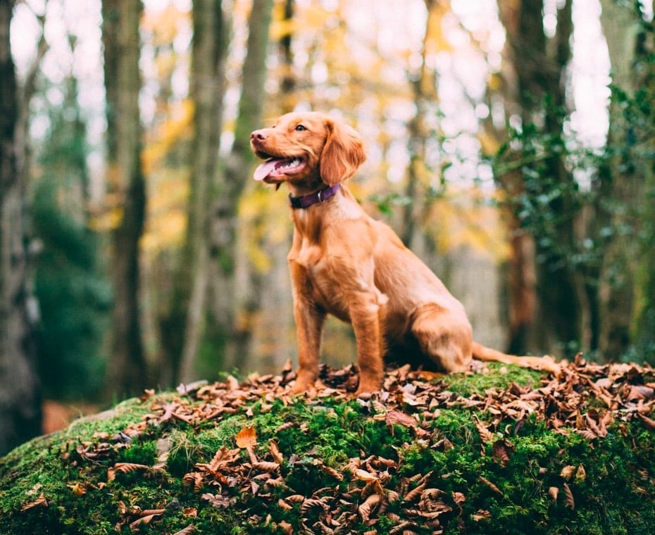 The Katie Nicholson Team Frederick MD Realtors